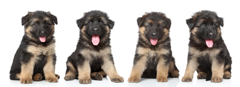 how much are german shepherd puppies for sale