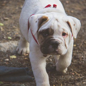 English Bulldog looking up