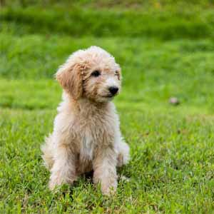 Goldendoodle sitting on a grass