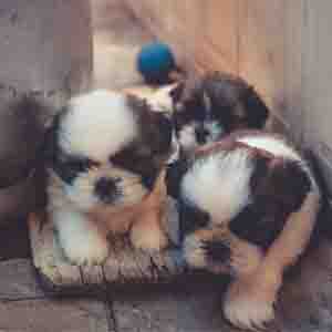 Teacup pups