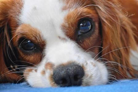 Eyes of a teacup dog close up